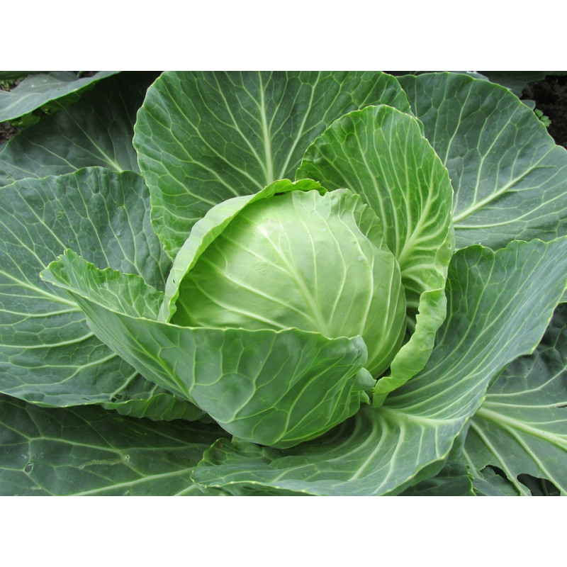 Cabbage