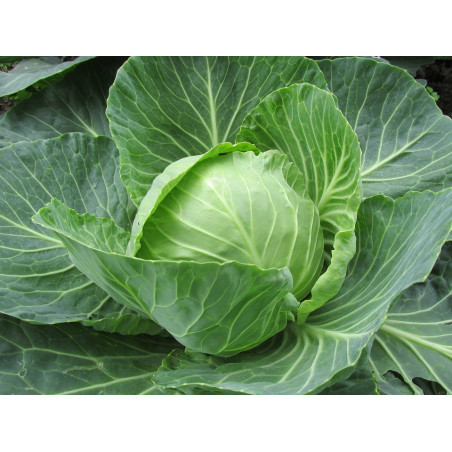 Cabbage